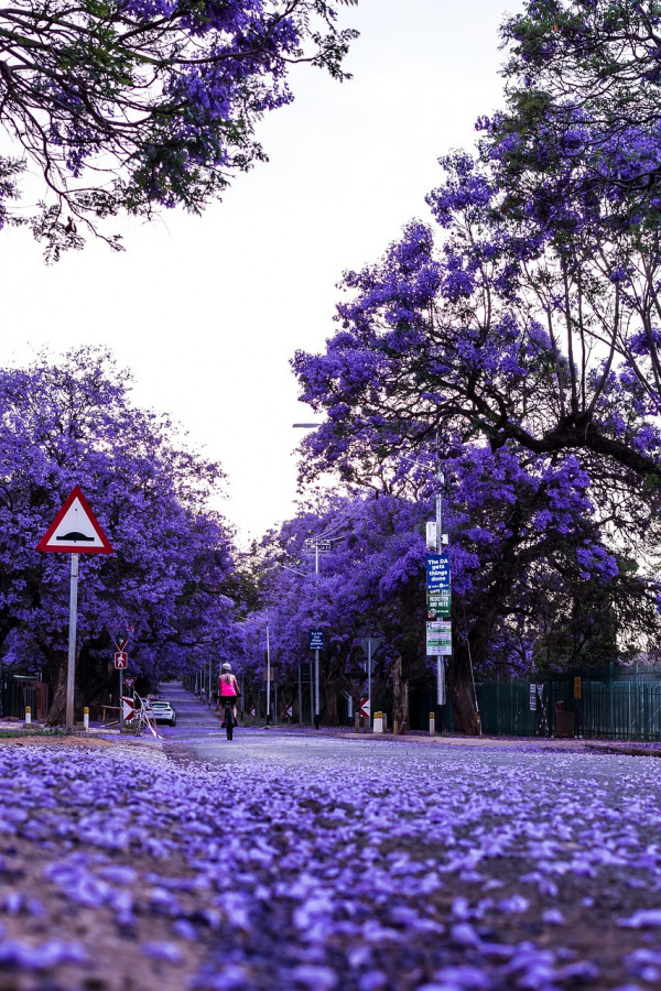 Pretoria jacaranda-lined streets