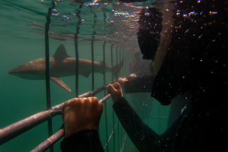 Shark cage diving – cage diver with bronze whaler.